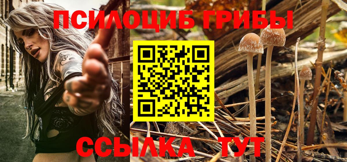 Урюпинск  Галлюциногенные грибы Psilocybe  Вход с VPN  Галлюциногенные грибы Psilocybe 